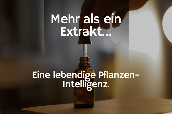 Mehr als ein Extrakt: Die lebendige Intelligenz fermentierter Pflanzen