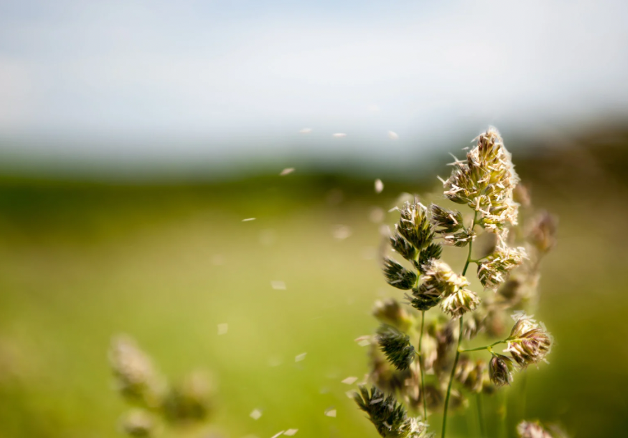 Allergie und Unverträglichkeit