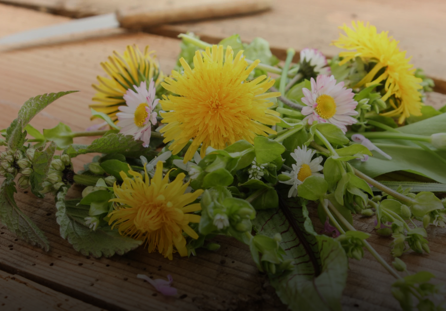 Bitter / Leber / Niere